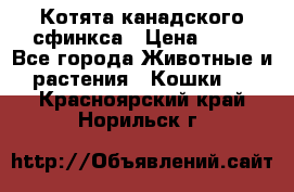 Котята канадского сфинкса › Цена ­ 15 - Все города Животные и растения » Кошки   . Красноярский край,Норильск г.